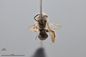 Media type: image;   Entomology 774085 Aspect: habitus dorsal view